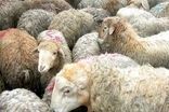 قیمت رسمی دام زنده در روز عید قربان اعلام شد