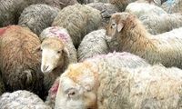 قیمت رسمی دام زنده در روز عید قربان اعلام شد