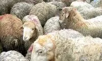 قیمت رسمی دام زنده در روز عید قربان اعلام شد