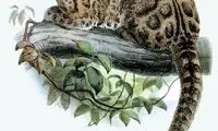 جانوران منقرض شده در ۲۰ سال گذشته