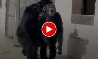 هیجان‌زدگی شامپانزه رها شده از اسارت با دیدن دوستانش
