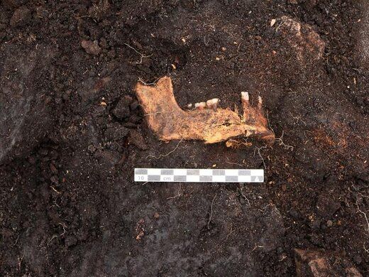 قربانی ۵هزار ساله آیین‌های باستانی  پیدا شد
