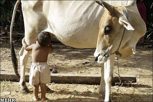 شیرخوردن بچه انسان از گاو! / عکس