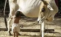شیرخوردن بچه انسان از گاو! / عکس