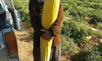 خیار چنبر یک و نیم متری!