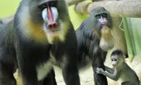 بزرگترین گونه میمون در دنیا