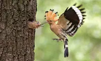 عکس‌العمل حیوانات به سردی هوا +عکس