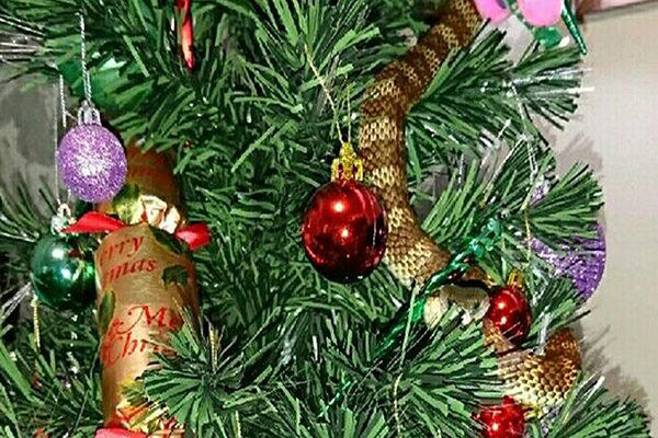تزئین ناخواسته درخت کریسمس با مار سمی!