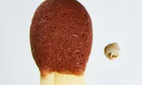 کوچکترین حلزون جهان کشف شد +عکس