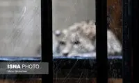 انتقال «ماوی» ماده پلنگ ایرانی به باغ‌وحش ارم