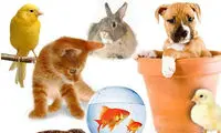 هزینه‌های نگهداری از حیوانات خانگی