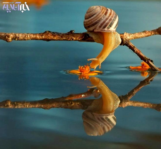 عکس: لحظات افسانه ای در دنیای حلزونها
