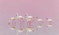 گله فلامینگو‌ها در عکس روز نشنال جئوگرافیک