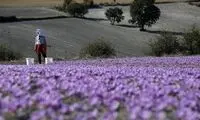 سامانه نیما، مانع صادرات طلای سرخ