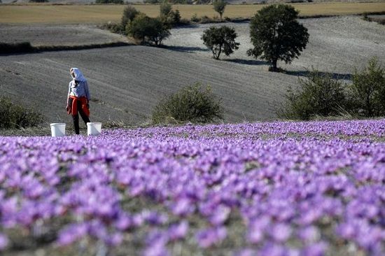 سامانه نیما، مانع صادرات طلای سرخ