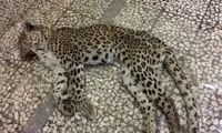 کشف لاشه پلنگ در منطقه حفاظت شده البرز