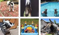 وقتی بز‌ها در اینستاگرام جولان می‌دهند