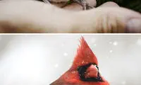 با جوجه‌های زشت پرندگان آشنا شوید!