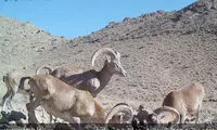تنوع زیستی در منطقه حفاظت شده کوه بافق