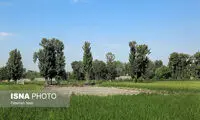 اصفهانی‌ها آب ندارند، اما شالیزار چرا!
