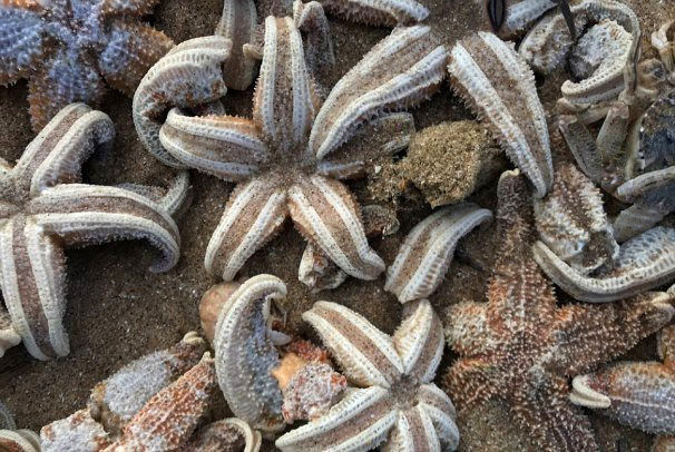 تجمع هزاران ستاره دریایی مرده در ساحل انگلیس