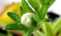 ثبت تولد و رشد یک توت‌فرنگی !
