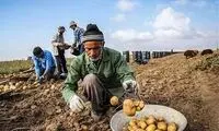 سیب‌زمینی ایران از ترکمنستان برگشت خورد