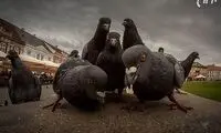 اگر حیوانات آلبوم موسیقی بدهند!