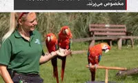 در باغ‌وحش چطور جانوران را وزن می‌کنند؟