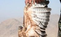 رهاسازی 3 عقاب طلایی در طبیعت +عکس