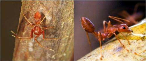 تقلید ظاهر مورچه‌ها برای شکارشان