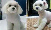 جراحی پلاستیک حیوانات خانگی! +عکس
