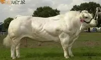 تصاویر گاوهایی که بدن سازی می کنند