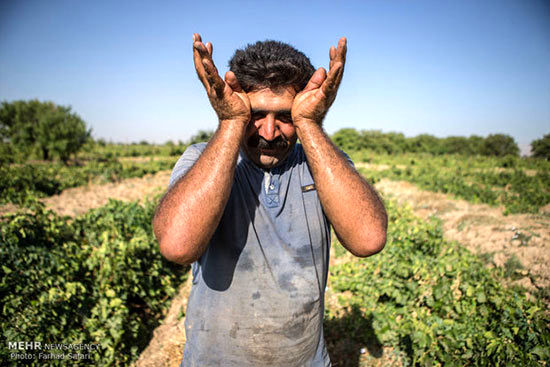 برداشت انگور و تولید کشمش در تاکستان