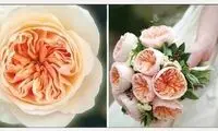 ویژگی‌های «رُز ژولیت»، شاخه‌ای یک میلیارد