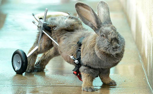 ویلچری برای خرگوش فلج +عکس