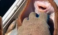 لحظه باورنکردنی خندیدن ماهی  پس از قلقلک شکم!