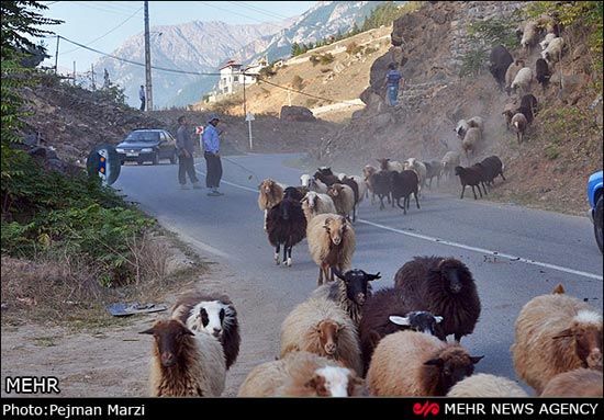 حمام عمومی گوسفندها +عکس