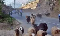 حمام عمومی گوسفندها +عکس
