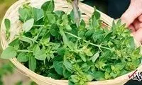 مزایای شگفت‌انگیز پونه کوهی برای سلامتی