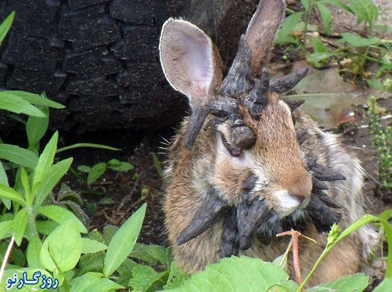 تصاویری از خرگوش مبتلا به یک بیماری نادر