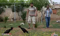 جنگ خروس‌ها، تفریح محبوب در شمال سوریه