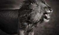 تصاویری باشکوه از حیات وحش کنیا