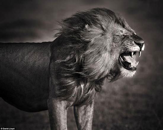 تصاویری باشکوه از حیات وحش کنیا