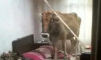 فرود یک گاو روی تختخواب! +عکس