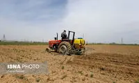 از کاشت تا برداشت «سیب زمینی»
