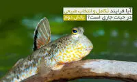 آیا فرایند تکامل و انتخاب طبیعی در حیات جاری است؟ (2)
