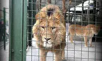 حمله مرگبار یک شیر در باغ وحش اراک