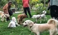 نماینده مجلس: سگ و گربه، عامل رعب و وحشتند!