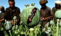 کشت «خشخاش» در کشور آزاد شد؟